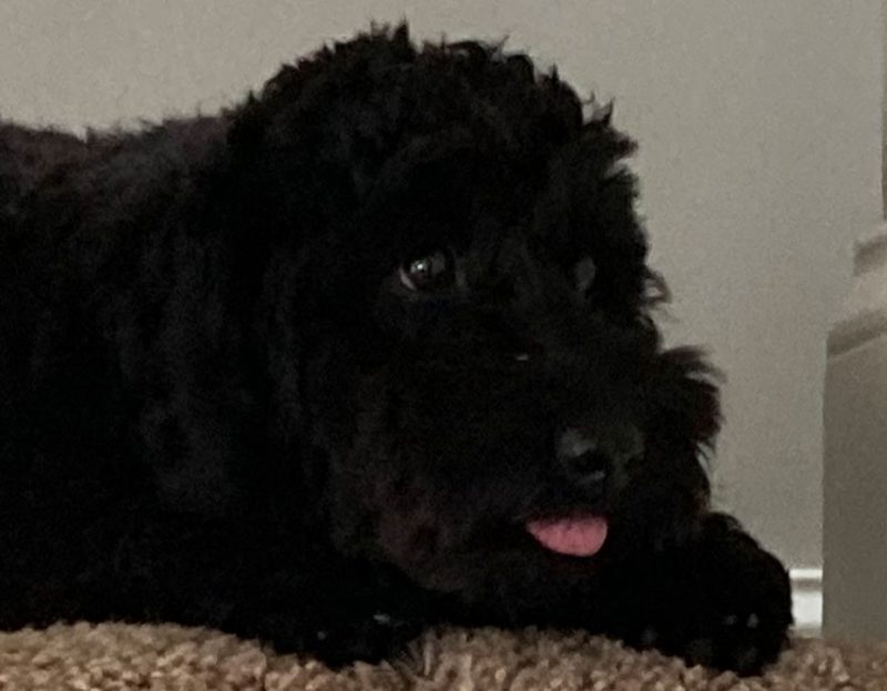 Gallery PetPros of Hershey