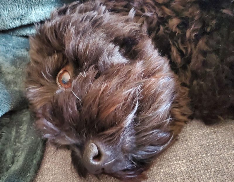 Gallery PetPros of Hershey