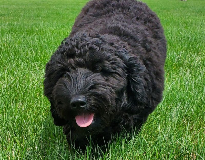 Gallery PetPros of Hershey