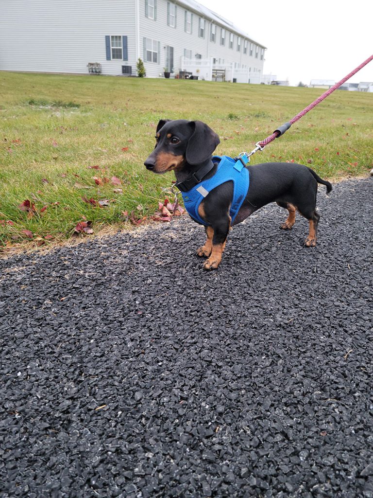 Pet Sitting and Dog walking in Hershey PA PetPros of Hershey