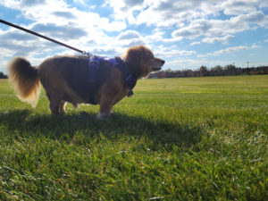 A PetPros of Hershey client Bentley