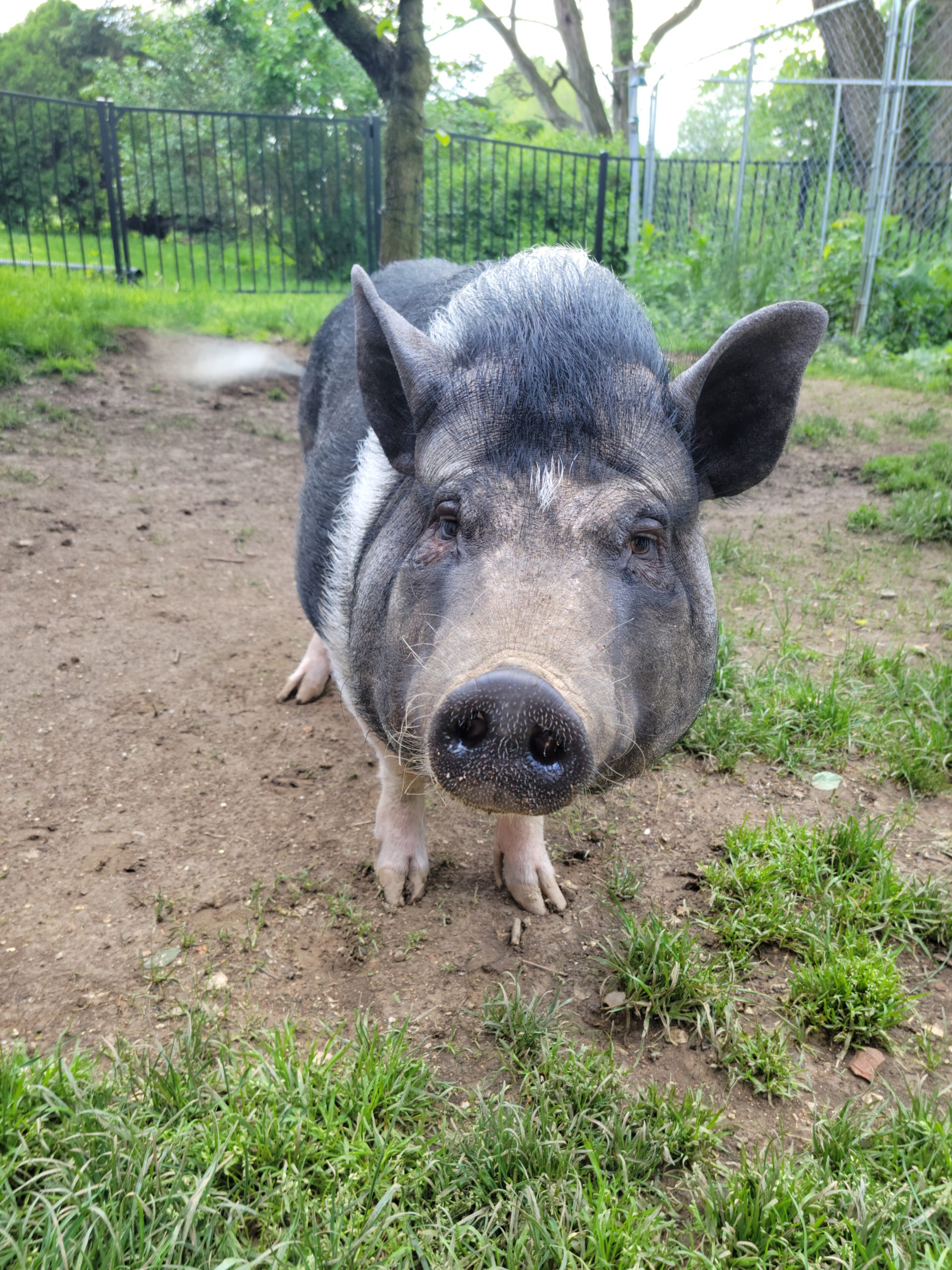 Pet Sitting and Dog walking in Hershey, PA PetPros of Hershey