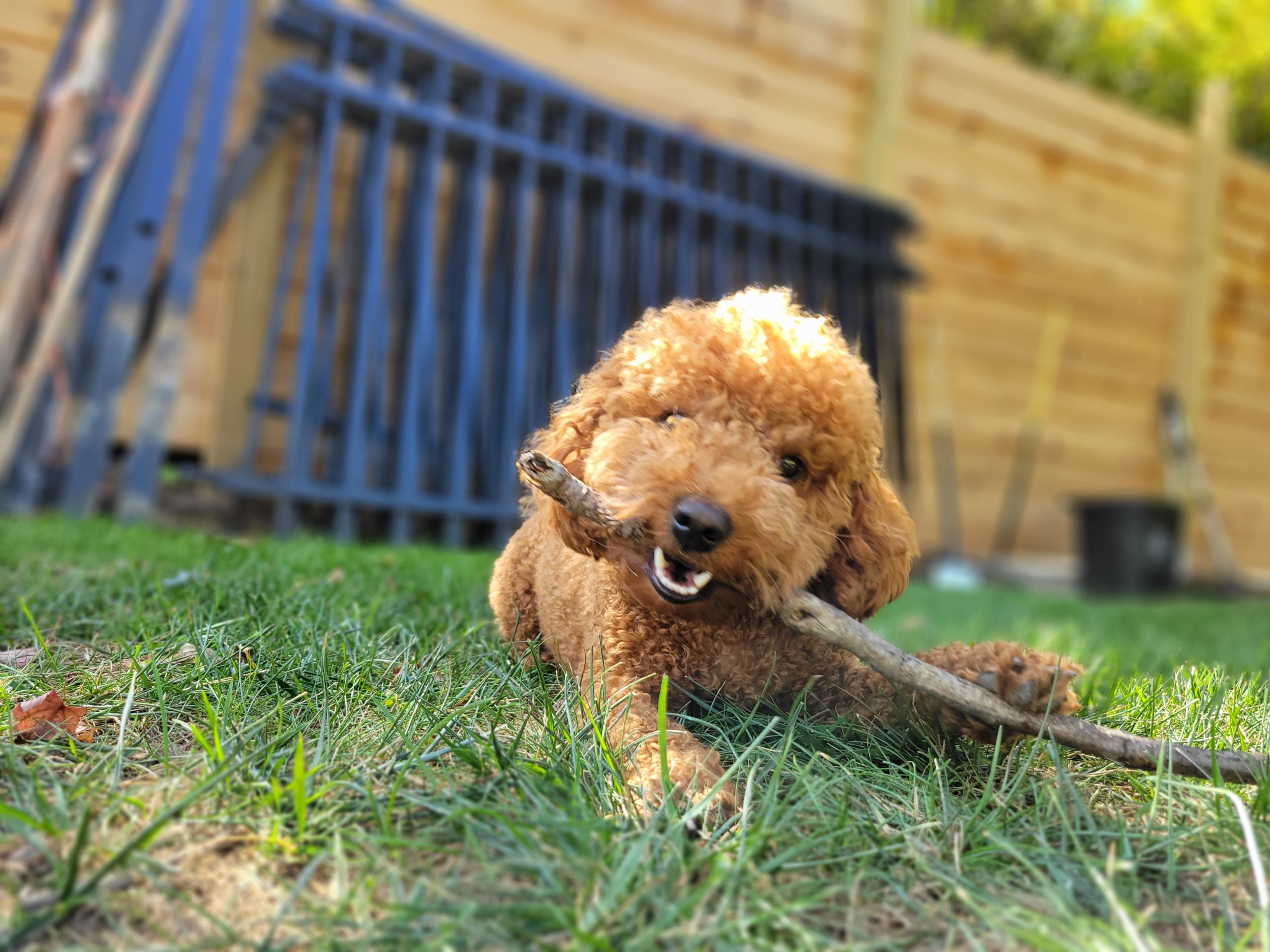 Pet Sitting and Dog walking in Hershey, PA PetPros of Hershey