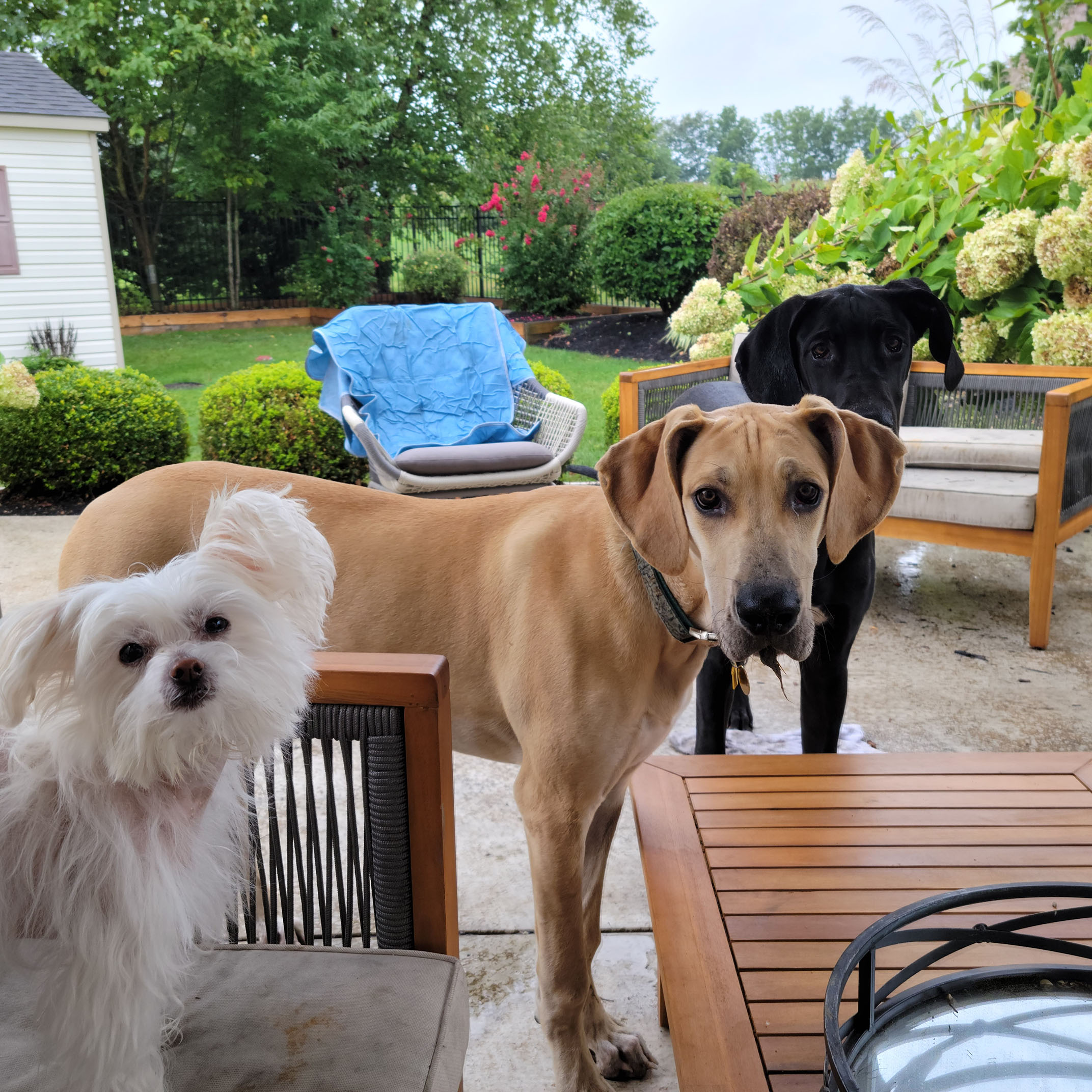 Pet of the Month December 2022 PetPros of Hershey