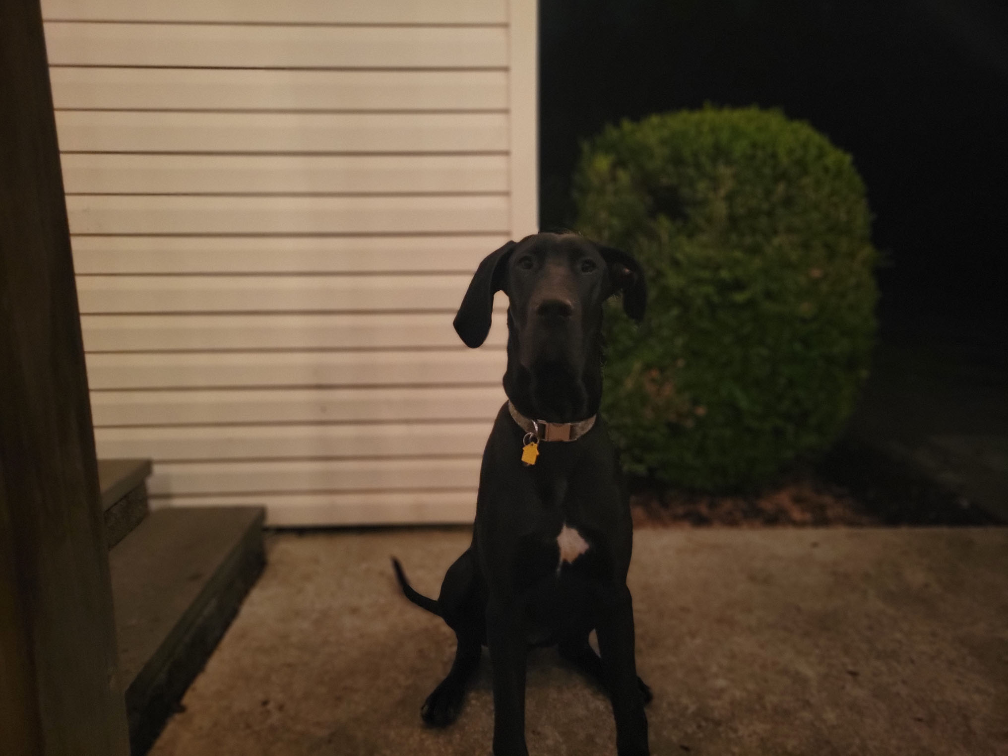 Pet of the Month December 2022 PetPros of Hershey