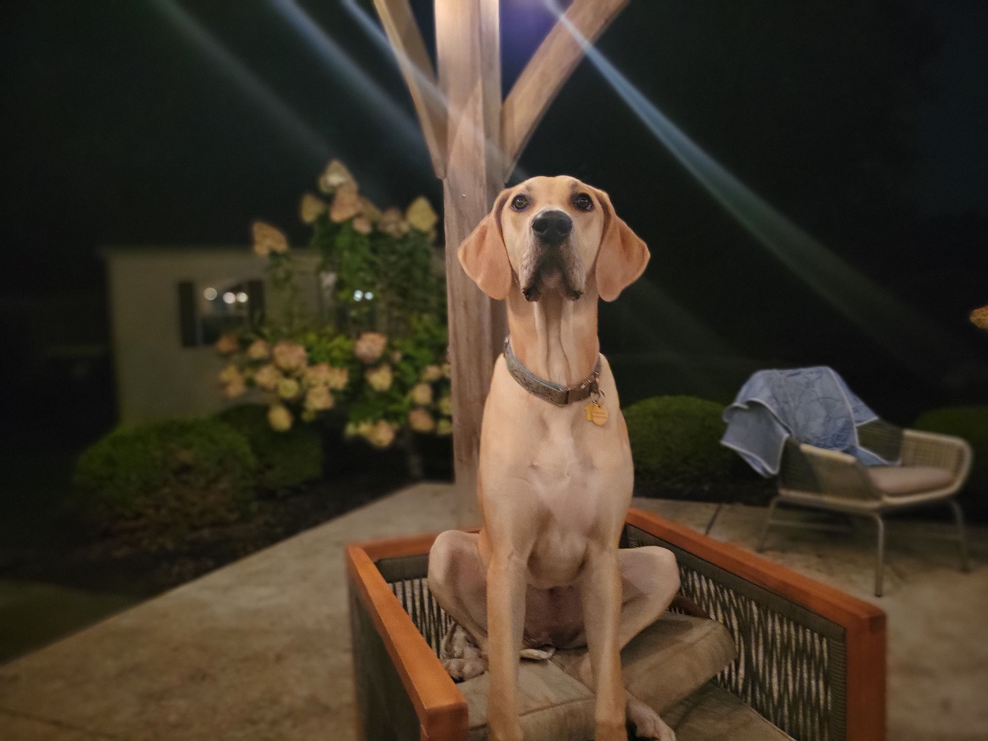 Pet of the Month December 2022 PetPros of Hershey