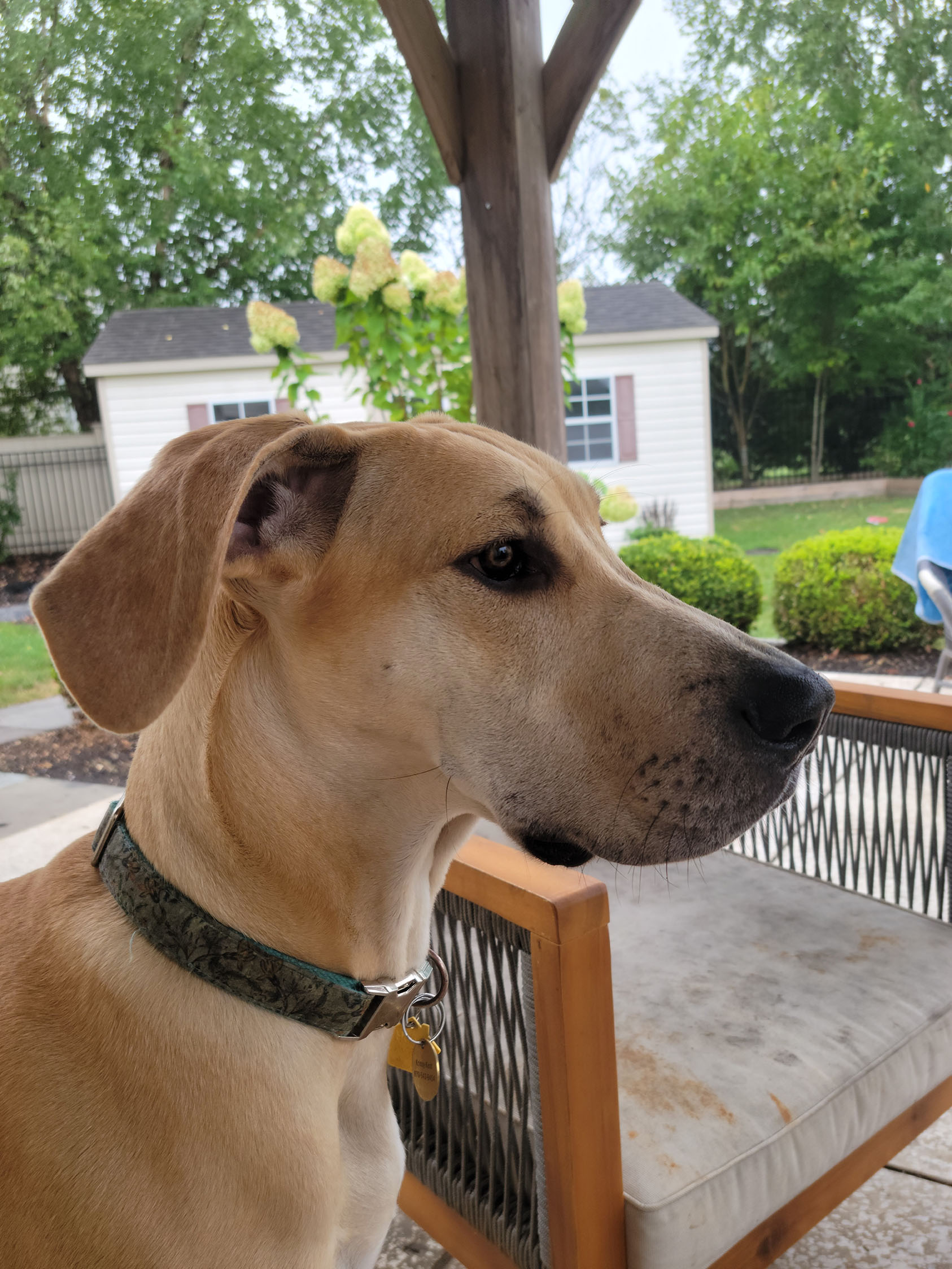 Pet of the Month December 2022 PetPros of Hershey