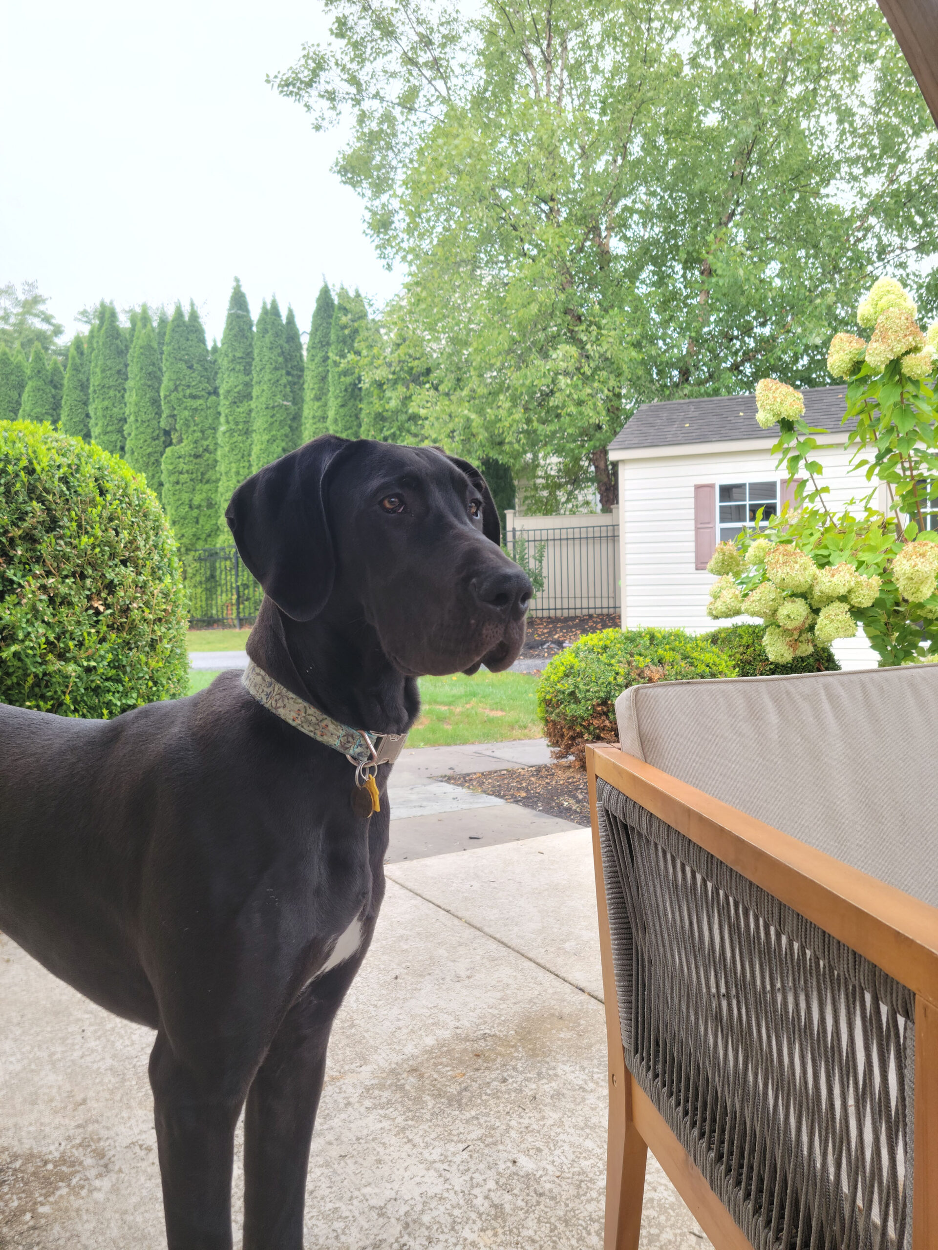 Pet of the Month December 2022 PetPros of Hershey