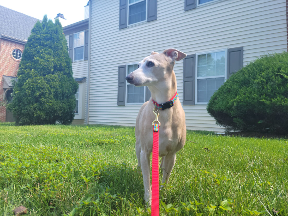 Pet of the Month March 2023 PetPros of Hershey