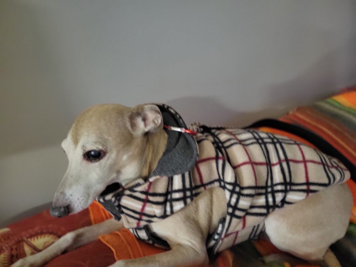 Pet of the Month March 2023 PetPros of Hershey