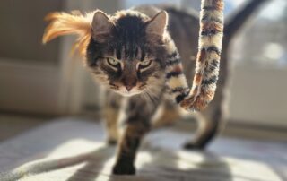 20240227_092535 Cat in the sunlight