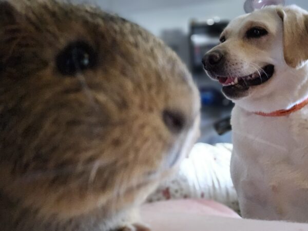 Guinea Pig and Yellow Lab Dog