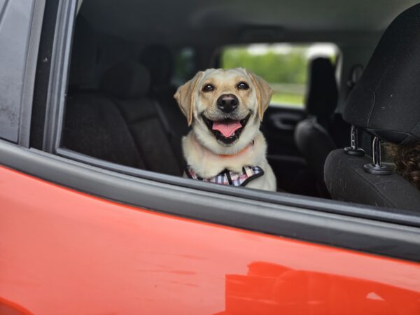 Pet Transport Services in Hershey PA