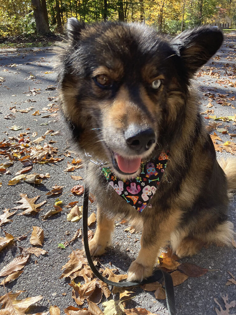 Dog Walking in Hershey Pa