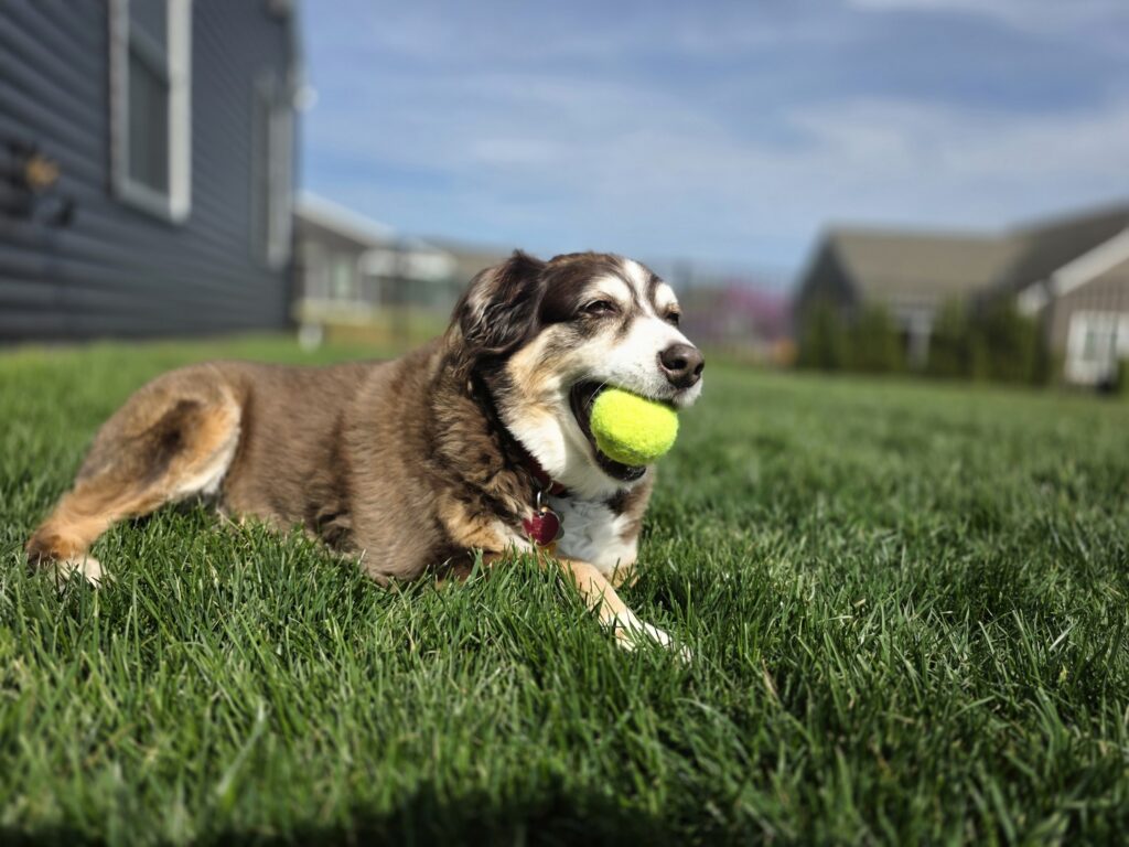 Cali the old lady dog