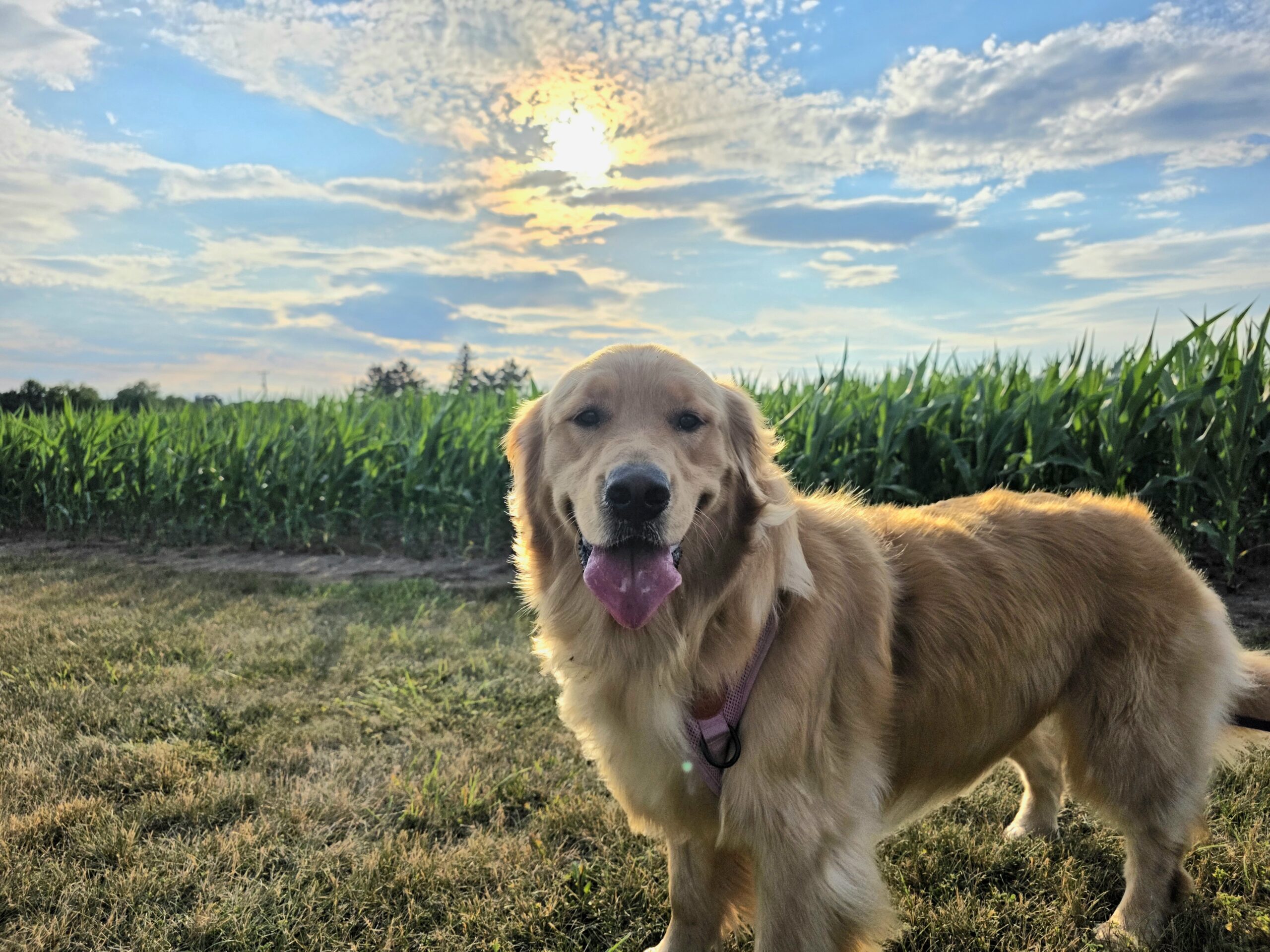Charlotte playing at the corn field