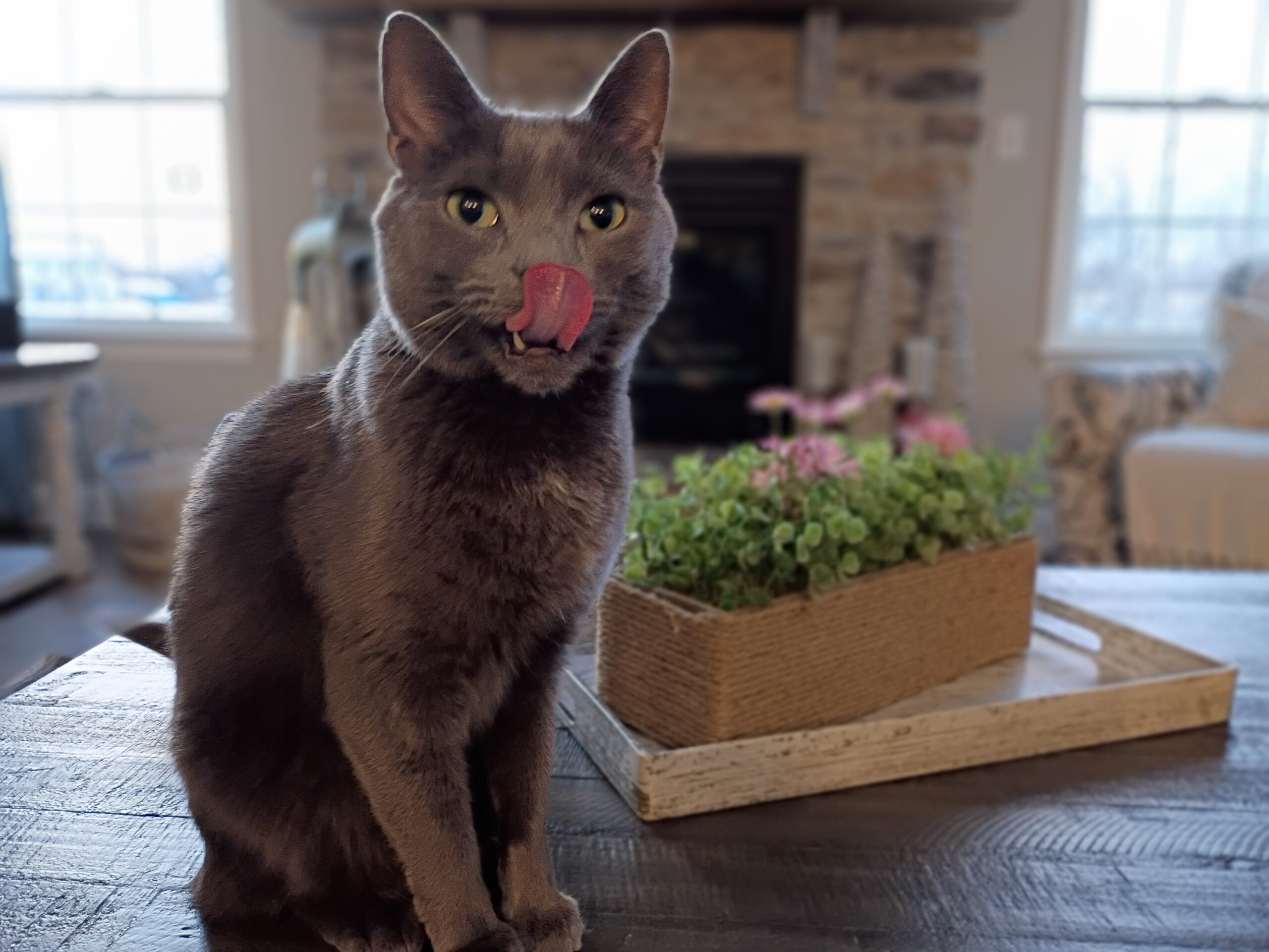 Loki the cat cleaning up after dinner
